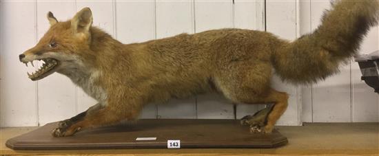 Taxidermic fox